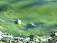 Blue-Green Algae Bloom on Lake Monona Shore in mid-October