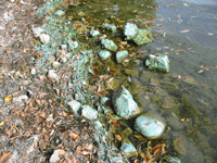 Drying blue-green algae on shore rocks